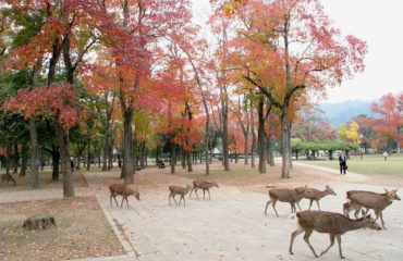 Công viên Nara.